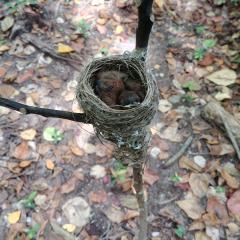 Veuve Special Reserve