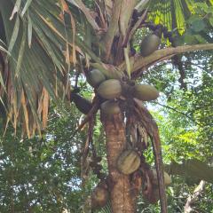 Praslin National Park