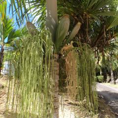 Praslin National Park