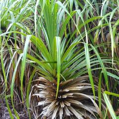 Praslin National Park