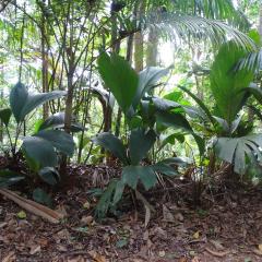 Praslin National Park