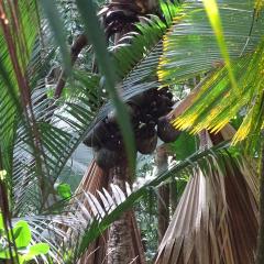 Praslin National Park