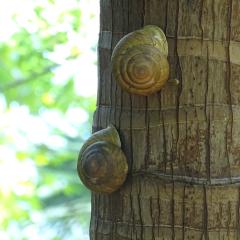 Praslin National Park