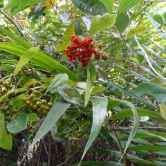Praslin National Park
