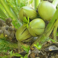 The Botanical Garden