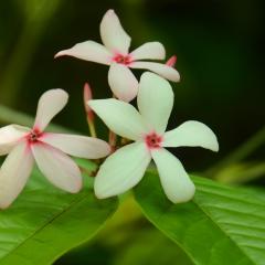 The Botanical Garden