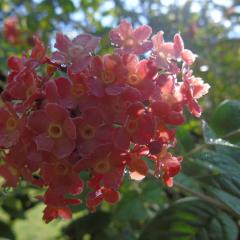 The Botanical Garden