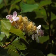 The Botanical Garden