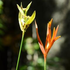 The Botanical Garden