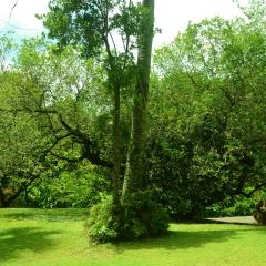 The Botanical Garden