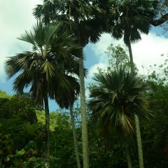 The Botanical Garden